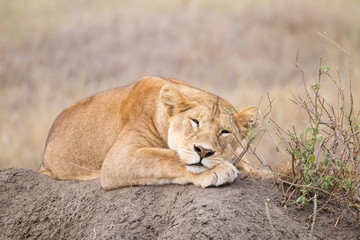 Lioness close up. Serengeti National Park, Tanzania, Africa
