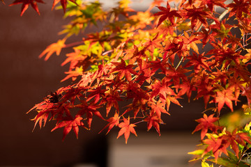 紅葉