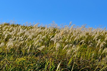 押戸石の丘の秋情景＠熊本