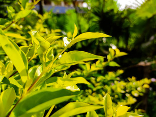 Obraz premium Natural macro shot in a summer days.