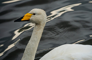 swan on the lake in Reykjavik Iceland