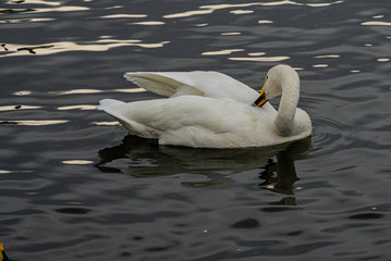 swan on the lake in Reykjavik Iceland