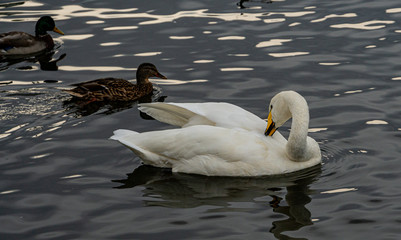 swan on the lake in Reykjavik Iceland
