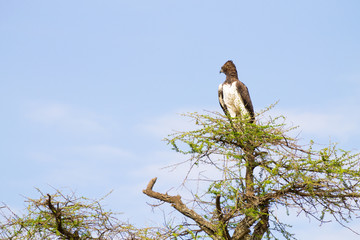 Martial eagle bird. Serengeti National Park, Tanzania, Africa