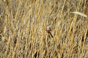 A bird in the reeds