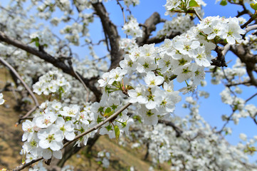 Pear flower in full bloom in spring