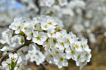 Pear flower in full bloom in spring