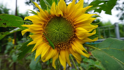 Obraz premium Sunshine in a beautiful garden