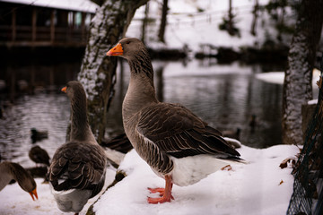 duck on snow