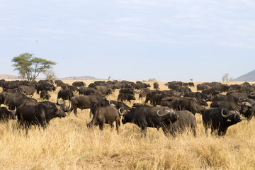 Fototapeta na wymiar Cape buffalo from Serengeti National Park, Tanzania, Africa
