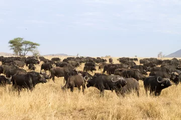 Cercles muraux Parc national du Cap Le Grand, Australie occidentale Cape buffalo from Serengeti National Park, Tanzania, Africa
