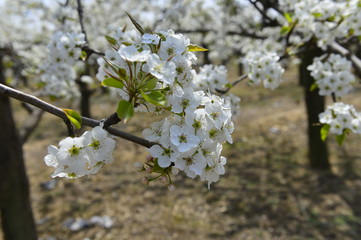 Pear flower in full bloom in spring