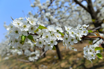 Naklejka premium Pear flower in full bloom in spring