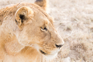Lioness close up. Serengeti National Park, Tanzania, Africa