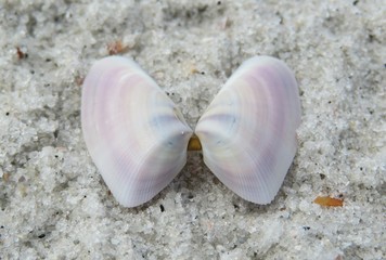 Two halves shells on sand background in Atlantic coast of North Florida