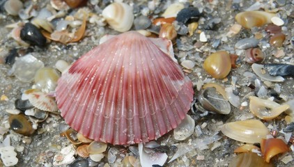 Pink seashell on the beach in Atlantic coast of North Florida, closeup