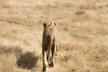 Lion on Ngorongoro Conservation Area crater, Tanzania