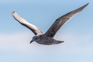 California grey Seagull has wings spread wide as he soars over the ocean water near the coast of Southern California.
