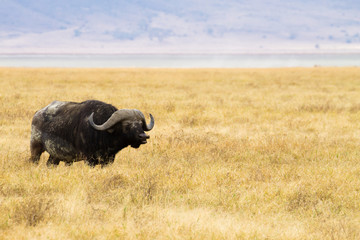 African buffalo close up. Ngorongoro Conservation Area crater, Tanzania