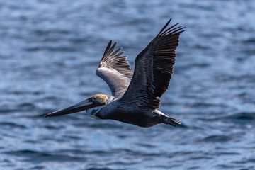California Brown Pelican has wings spread wide as he soars over the ocean water near the coast of Southern California.