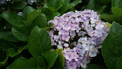Flowers with beautiful leaves