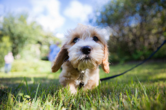 Cavoodle pet dog puppy