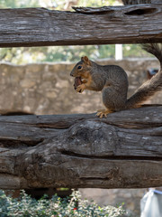 Naklejka na ściany i meble squirrel on tree eating nut