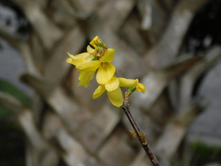 Yellow Flower