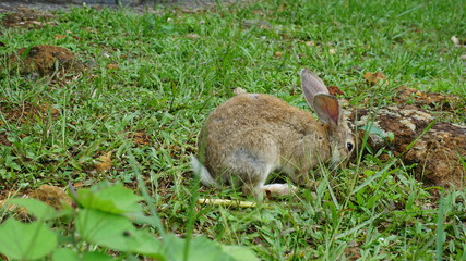 rabbit in the grass