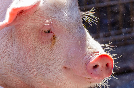 9 328 Best ブタ Images Stock Photos Vectors Adobe Stock