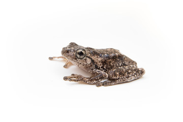 Fototapeta premium Freycinet's Frog, Australia