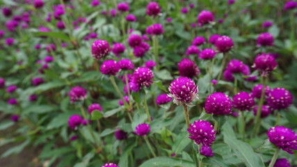 The little flowers in the garden are beautiful purple