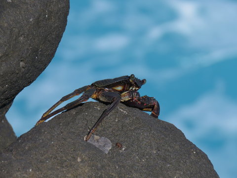 Crab, Animal, Sea, Beach, Crustacean, Nature, Claw, Ocean, Sand, Water, Claws, Marine, Rock, Wildlife, Seafood, Shell, Red, Macro, Shellfish, Spider, Closeup, Close-up, Food, Coast, Shore