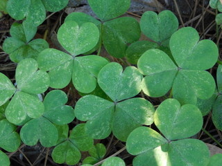 Clover