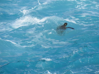 Naklejka premium water, sea, ocean, blue, dolphin, underwater, swimming, nature, pool, animal, fish, swim, mammal, wave, marine, surface, waves, dolphins, deep, beach, aquatic, summer, diving, shark, wildlife