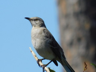 Mockingbird
