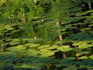 Lilly Pads