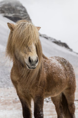 Obraz premium Icelandic Horse in paddock