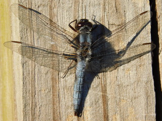 Dragonfly