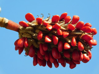 Red Berries