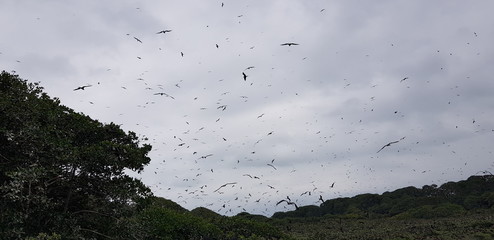 Aves volando sobre bosque pequeño 