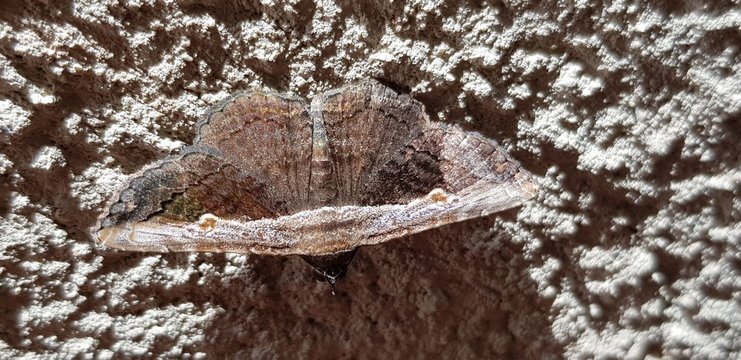 Polilla grande postrada en una pared 