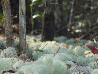 Green Lichen 3