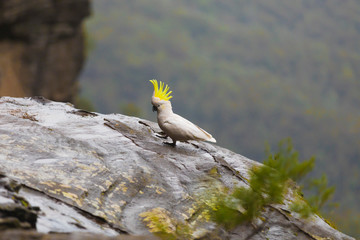 Wild cockatoo in the Blue Mountains