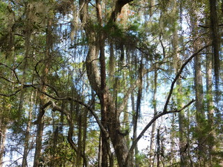 Southern Forest 2