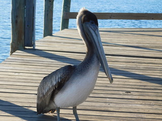 Pelican 1