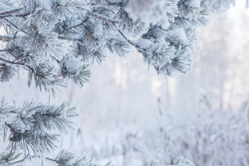 frozen coniferous branches in white hoarfrost against the background of a winter forest in the backlight of the rising sun