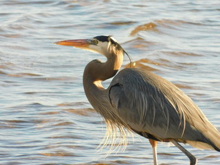 Heron 6
