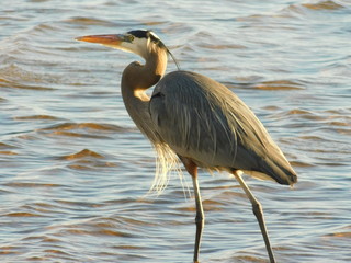 Heron 7