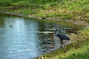 A great glue heron stands at the edge of the water waiting patiently for a meal. Bokeh effect.